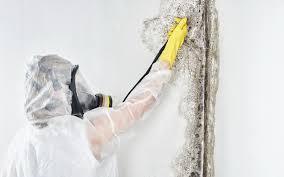  Folly Beach, SC Mold Prevention & Removal Pros